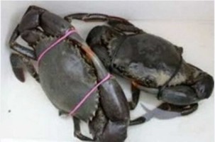 Fresh Live Mud Crabs - Best Price, Wholesale Supplier